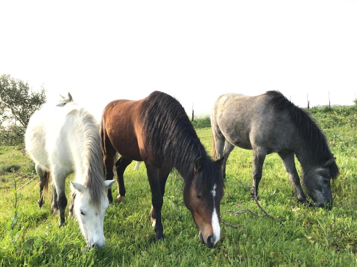 הוילה דרבנוויל Anna Beulah Farm מראה חיצוני תמונה