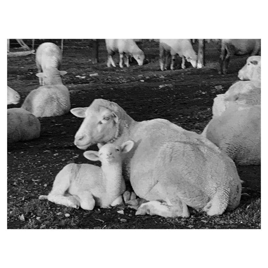 הוילה דרבנוויל Anna Beulah Farm מראה חיצוני תמונה
